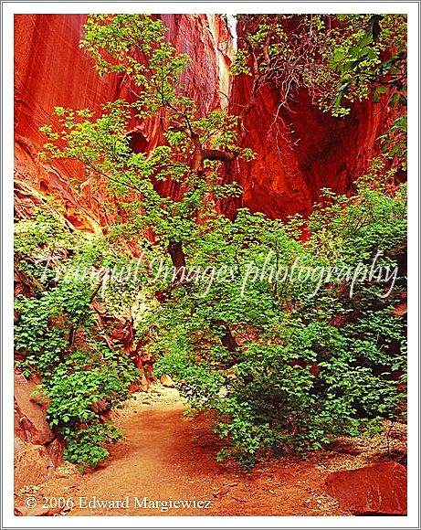 450336B   Maple Tree in the Red Canyon near Boulder, Utah 